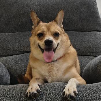 Rescue Chihuahua and Shiba Inu Dogs for Adoption in Wahiawa, Hawaii - Brady | PetCurious