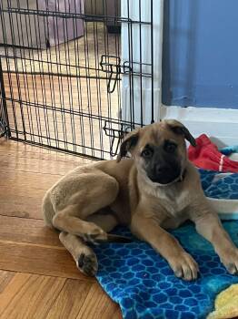 German Shepherd Dog and Labrador Retriever Dogs Available for Adoption in Coldwater, Michigan - Theodore | PetCurious