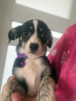 Lucy -  Yorkshire Terrier and Chihuahua Dog Available for Adoption - Lucy | PetCurious