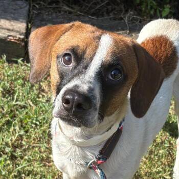 Johnny Cash -  Terrier and Hound Dog for Adoption in Birmingham, Alabama - Johnny Cash | PetCurious