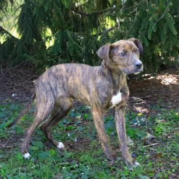Boxer and Hound Dogs Available for Adoption in Versailles, Kentucky - Anasthasia | PetCurious