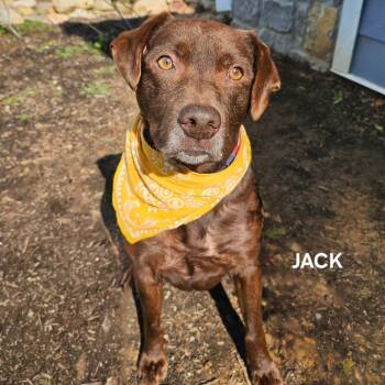 Rescue Chocolate Labrador Retriever and Pit Bull Terrier Dogs for Adoption in Madisonville, Tennessee - Jack | PetCurious