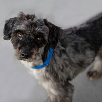 Rescue Schnauzer Dogs for Adoption in Peyton, Colorado - Salsa (AG25-53) | PetCurious