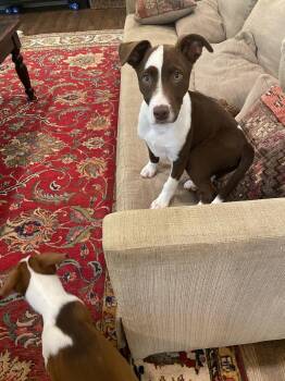 Hound and Whippet Dogs Available for Adoption in Ball Ground, Georgia - Loretta | PetCurious