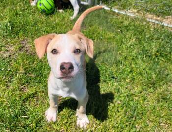 Retriever and Terrier Dogs Available for Adoption in Grayslake, Illinois - Guy | PetCurious
