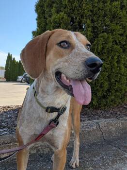 Charlotte -  Mixed Breed Dog for Adoption in Huntsville, Alabama - Charlotte | PetCurious