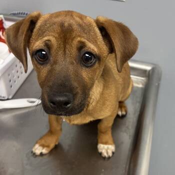 Terrier Dogs Available for Adoption - Mo | PetCurious