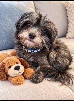 Mochi -  Pomeranian Dog for Adoption in Euless, Texas - Mochi | PetCurious