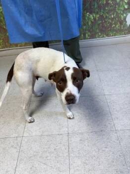Terrier and Mixed Breed Dogs Available for Adoption in San Antonio, Texas - Sandra | PetCurious
