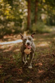 Gumdrop Button -  Mixed Breed Dog for Adoption in Atlanta, Georgia - Gumdrop Button | PetCurious