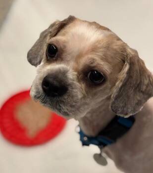 Tito -  Lhasa Apso and Poodle Dog for Adoption in Golden, Colorado - Tito | PetCurious