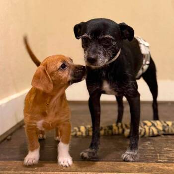 Noodles -  Chihuahua Dog for Adoption in Park Row, Texas - Noodles | PetCurious