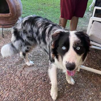 Bandit *Arriving 11/6* D12901 -  Australian Shepherd Dog for Adoption - Bandit *Arriving 11/6* D12901 | PetCurious