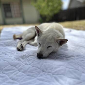 Angel -  Shiba Inu Dog for Adoption in San Jose, California - Angel | PetCurious