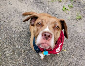 Coco -  Bulldog and Hound Dog for Adoption in North Berwick, Maine - Coco | PetCurious
