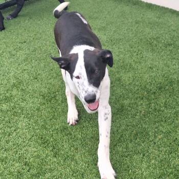 Niko Nanami 3939 -  Black Labrador Retriever and Mixed Breed Dog for Adoption in Loxahatchee Groves, Florida - Niko Nanami 3939 | PetCurious