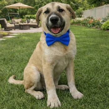 Anatolian Shepherd Dogs Available for Adoption - Augustus | PetCurious