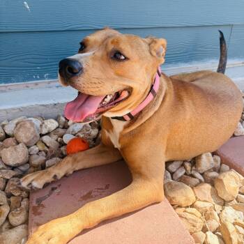 Pit Bull Terrier Dogs Available for Adoption - Cally  | PetCurious