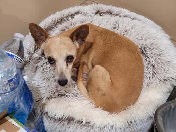 Rescue Mixed Breed Dogs for Adoption in New River, Arizona - Maggie | PetCurious