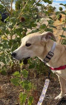 Titi -  Mixed Breed Dog for Adoption in Fort Collins, Colorado - Titi | PetCurious