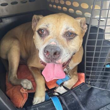 Choppo -  Mixed Breed Dog for Adoption in Columbus, Georgia - Choppo | PetCurious