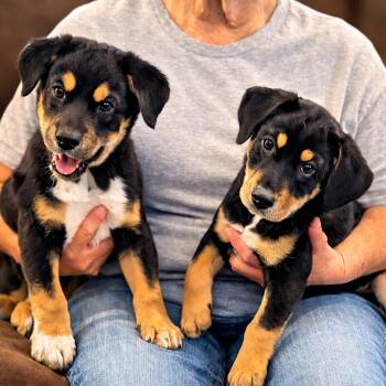 Husky and Border Collie Dogs Available for Adoption - Baby Ruth & Mocha | PetCurious