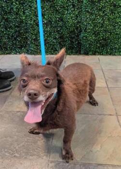 61307254 -  Chihuahua Dog for Adoption in El Paso, Texas - 61307254 | PetCurious