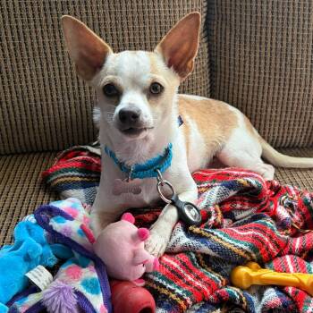 Mixed Breed and Chihuahua Dogs Available for Adoption in Skokie, Illinois - Radish | PetCurious
