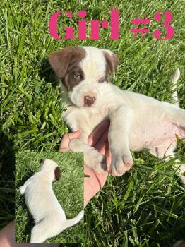 Australian Shepherd Dogs Available for Adoption in Columbus, Indiana - Delilah | PetCurious