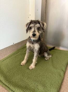 Elsa -  Miniature Schnauzer Dog for Adoption in Chambersburg, Pennsylvania - Elsa | PetCurious