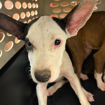 Emerson -  Terrier Dog for Adoption in Birmingham, Alabama - Emerson | PetCurious