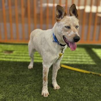 Australian Cattle Dog Blue Heeler Dogs Available for Adoption - DIESAL | PetCurious