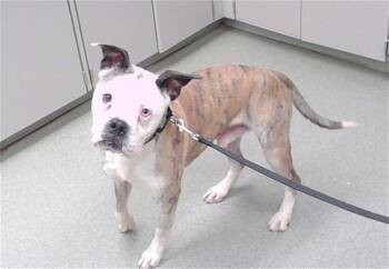 OMEGA -  Boxer Dog for Adoption in Omaha, Nebraska - OMEGA | PetCurious