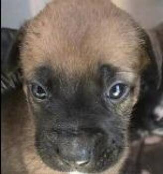 Shepherd and Labrador Retriever Dogs Available for Adoption in Thompson Falls, Montana - Baker | PetCurious