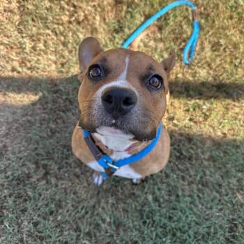 Kibbles -  Mixed Breed Dog for Adoption in Chattanooga, Tennessee - Kibbles | PetCurious