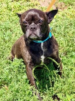 French Bulldog and Mixed Breed Dogs Available for Adoption in Cape Coral, Florida - Tizzy | PetCurious