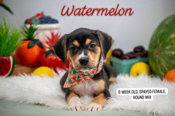 Watermelon -  Hound and Labrador Retriever Dog for Adoption in Sevierville, Tennessee - Watermelon | PetCurious