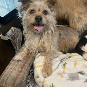 Jace -  Norfolk Terrier Dog for Adoption in Baton Rouge, Louisiana - Jace | PetCurious