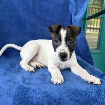 VCR -  Terrier and Shepherd Dog for Adoption in Carencro, Louisiana - VCR | PetCurious