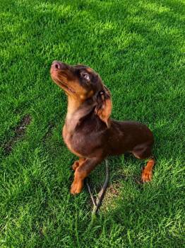 Oscar -  Dachshund Dog for Adoption in Shawnee, Oklahoma - Oscar | PetCurious