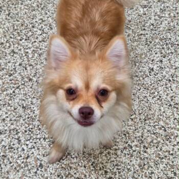 ABBY -  Chihuahua and Pomeranian Dog for Adoption in Lakewood Ranch, Florida - ABBY | PetCurious