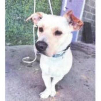 Labrador Retriever and Basset Hound Dogs Available for Adoption - Mini Man | PetCurious