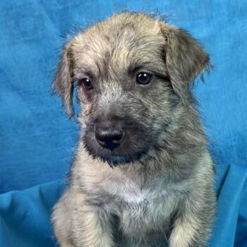 Tiana -  Schnauzer and Poodle Dog for Adoption in Hondo, Texas - Tiana | PetCurious