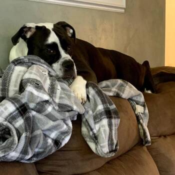Adrian -  English Bulldog Dog for Adoption in Ferndale, Michigan - Adrian | PetCurious