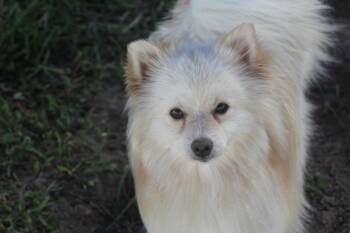 Pomeranian Dogs Available for Adoption in Alafaya, Florida - Hurley | PetCurious