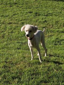Rescue Miniature Poodle Dogs for Adoption in Brookville, Pennsylvania - Wynn | PetCurious