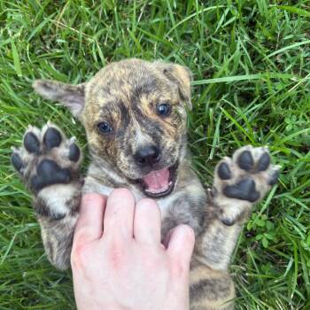 Clyde -  Mountain Cur and Mixed Breed Dog for Adoption in Franklin, North Carolina - Clyde | PetCurious