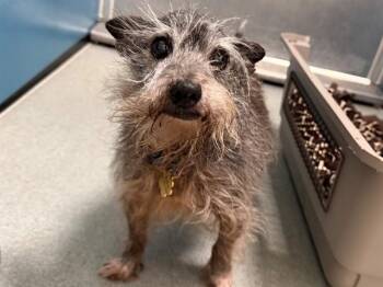 Miniature Schnauzer Dogs Available for Adoption - BUDDY | PetCurious