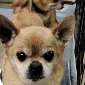 Pug Dogs Available for Adoption - Willy/Thor | PetCurious