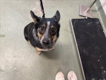 Mixed Breed Dogs Available for Adoption in Santa Fe, New Mexico - KENGO | PetCurious